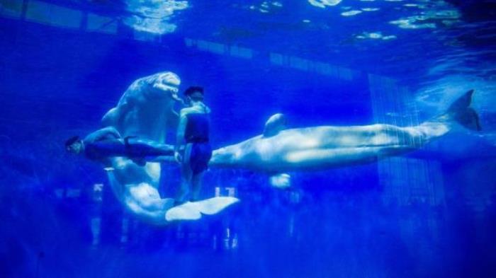 德州-泉城欧乐堡海洋极地世界 德州-泉城欧乐堡海洋极地世界