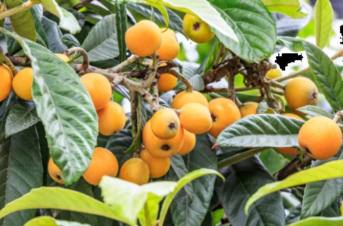 贵州周边枇杷采摘园有哪些-采摘时间及地址