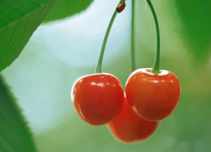 2021北宅樱桃节是什么时候-活动介绍