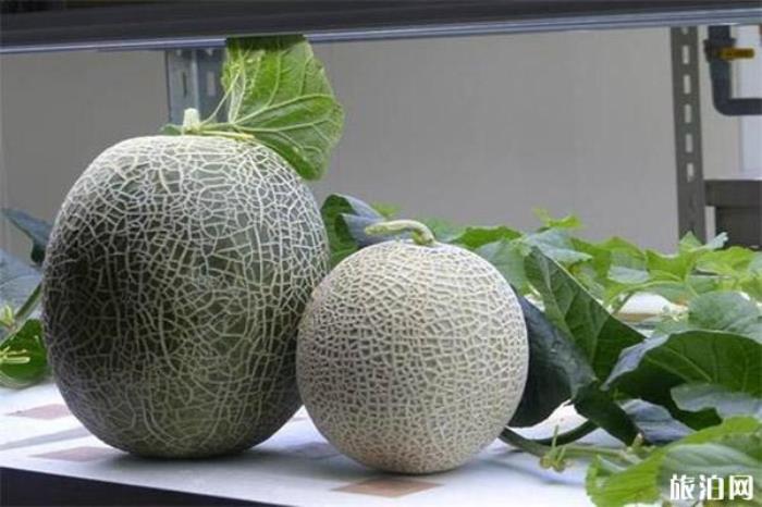 简阳哈密瓜采摘地址 附2020简阳哈密瓜采摘节信息 简阳哈密瓜采摘地址 附2020简阳哈密瓜采摘节信息