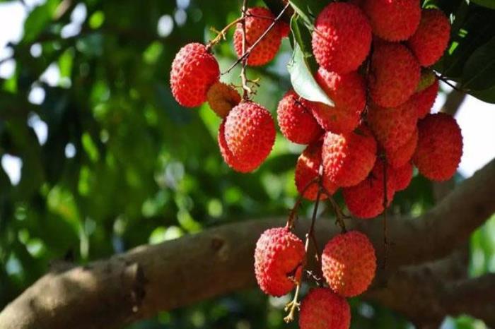 东莞的特色美食有哪些 东莞的特色美食有哪些