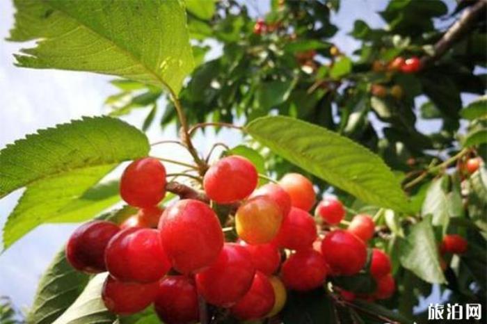 西集镇樱桃园联系方式 地址-预约电话 西集镇樱桃园联系方式 地址-预约电话