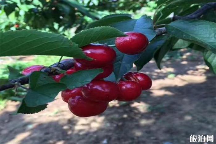 西集镇樱桃园联系方式 地址-预约电话 西集镇樱桃园联系方式 地址-预约电话