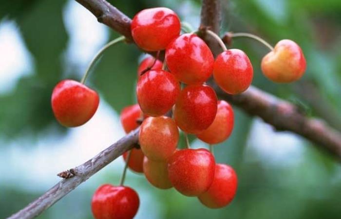 国内车厘子几月份上市 车厘子和樱桃是一样吗 国内车厘子几月份上市 车厘子和樱桃是一样吗