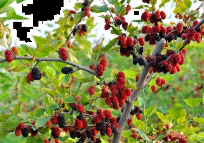 2021成都采摘桑葚的地方推荐-采摘费用及联系方式