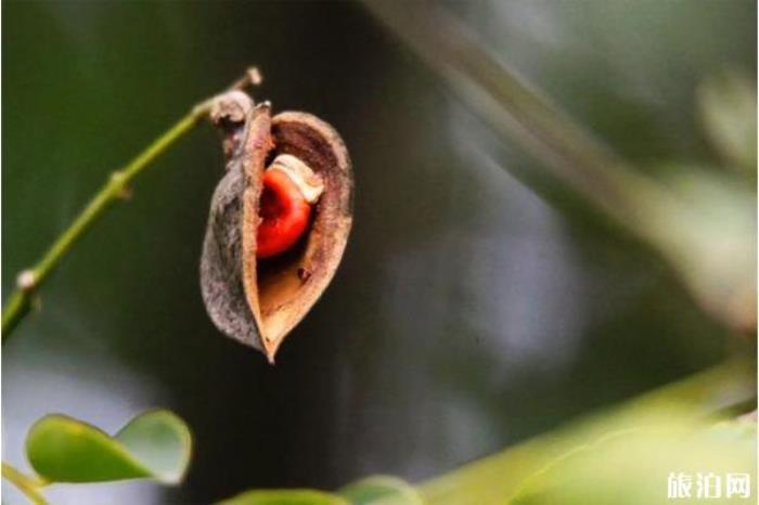 江阴顾山红豆村八大碗都有哪些菜 江阴顾山红豆村八大碗都有哪些菜