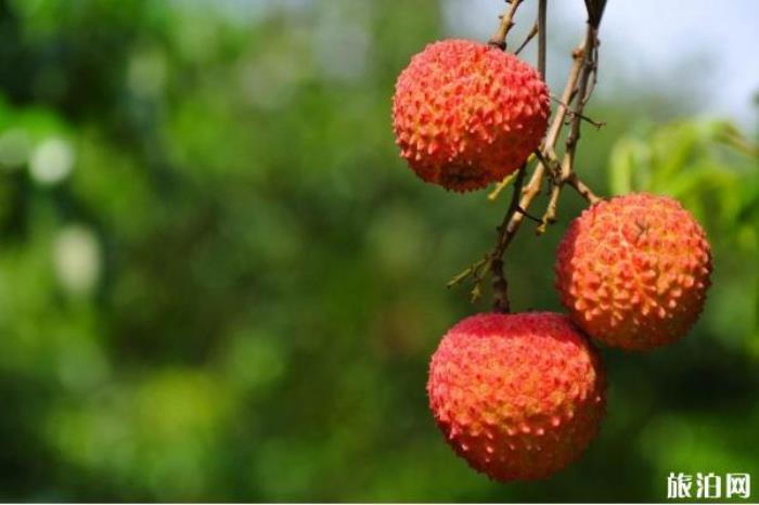 荔枝有哪些品种 各大品种荔枝上市时间 荔枝有哪些品种 各大品种荔枝上市时间