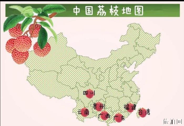 荔枝有哪些品种 各大品种荔枝上市时间 荔枝有哪些品种 各大品种荔枝上市时间