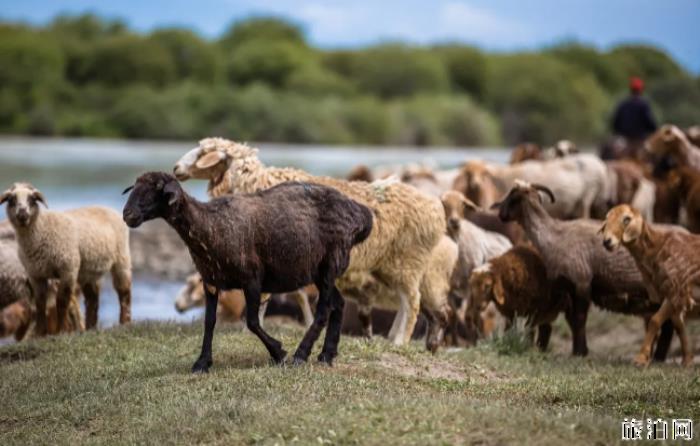 哪个草原的羊肉最好吃 哪里的草原羊肉最好