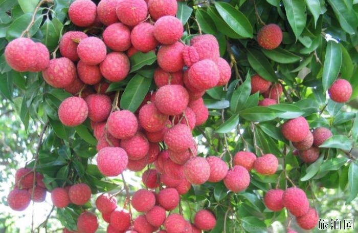 荔枝有哪些品种 各大品种荔枝上市时间 荔枝有哪些品种 各大品种荔枝上市时间