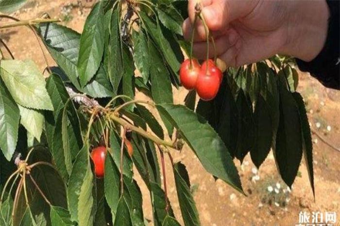 泰山区大河峪村樱桃采摘 价格-地址 泰山区大河峪村樱桃采摘 价格-地址