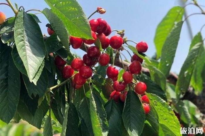 泰山区大河峪村樱桃采摘 价格-地址 泰山区大河峪村樱桃采摘 价格-地址