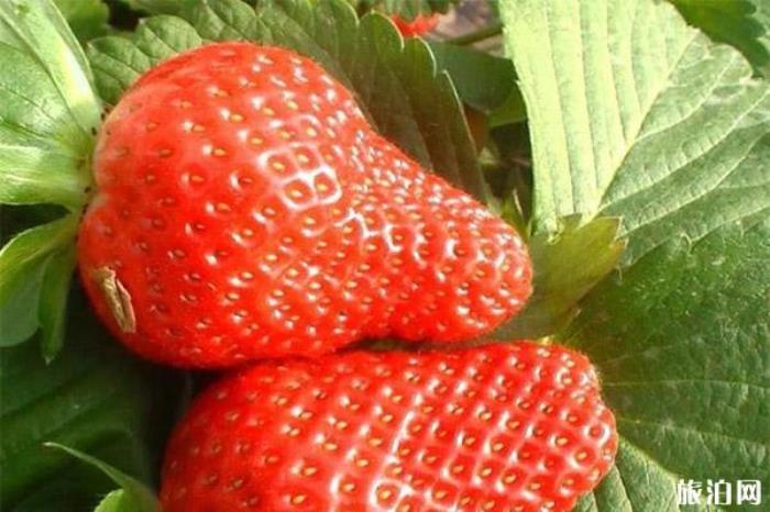 北京昌平冬草莓采摘地址 采摘园+电话号码 北京昌平冬草莓采摘地址 采摘园+电话号码