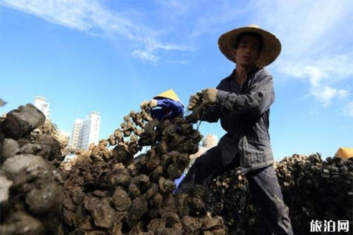 2019钦州蚝情节10月29日开启 附活动时间安排 2019钦州蚝情节10月29日开启 附活动时间安排
