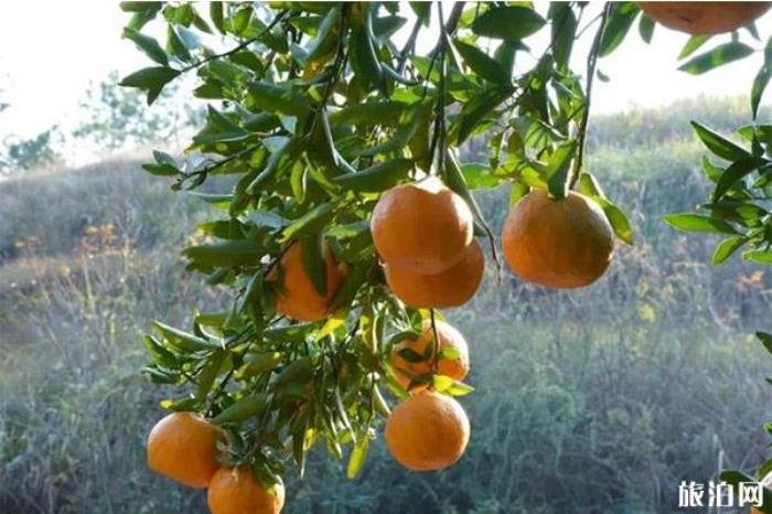 丹江口柑橘采摘在哪里 丹江口橘子采摘园推荐 丹江口柑橘采摘在哪里 丹江口橘子采摘园推荐