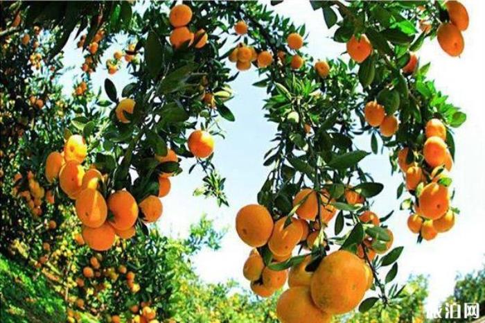 丹江口柑橘采摘在哪里 丹江口橘子采摘园推荐 丹江口柑橘采摘在哪里 丹江口橘子采摘园推荐