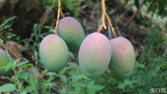 四川攀枝花芒果什么时候成熟 攀枝花芒果基地在哪里 四川攀枝花芒果什么时候成熟 攀枝花芒果基地在哪里