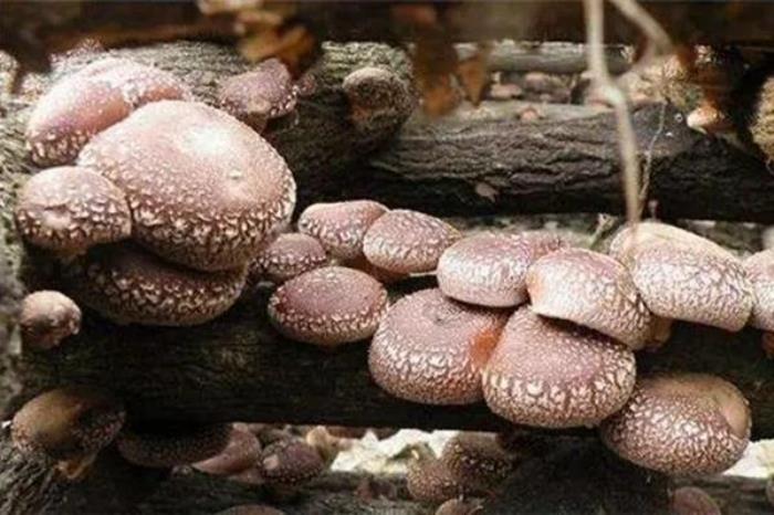 丹霞山有什么土特产 丹霞山有什么土特产