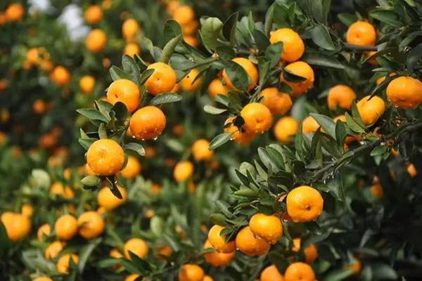 江西有哪些特产