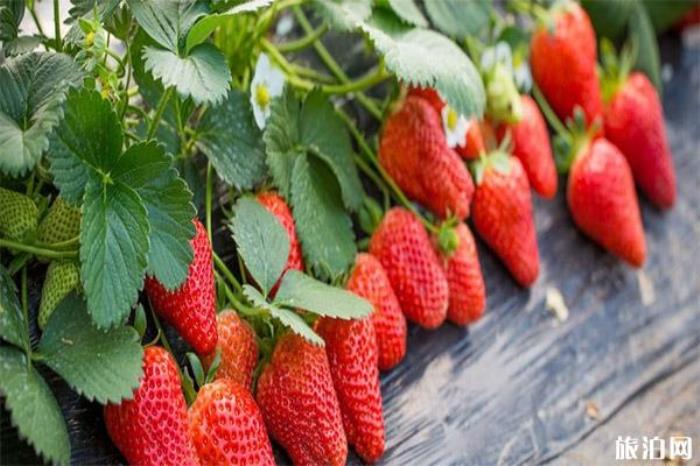 北京昌平冬草莓采摘地址 采摘园+电话号码